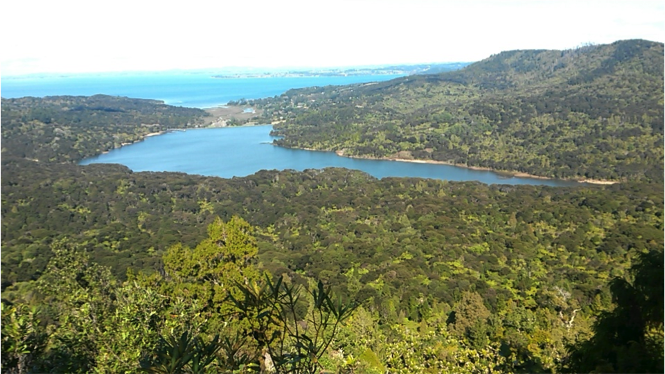Forêt en Nouvelle-Zélande près de Auckland